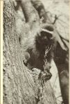Verburg, Go .. Opgedragen aan de nagedachtenis van Paul Kruger  met zwart wit foto's - Boontje het apenmeisje.