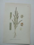 antique print (prent) - Glasort, salicornia herbacea l.