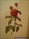 REDOUTE, Pierre-Joseph; THORY, Claude-Antoine.- - Roses, par P.J. Redoute, peintre de fleurs, dessinateur en titre de la Classe de Physique de l'Institut et du Museum d'Histoire naturelle.
