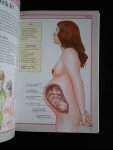 Stoppard, Dr.Miriam - Pregnancy & Birth Book, The complete practical guide for all parents-to-be