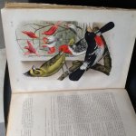 Nuyens, A. - De Vogelwereld    Handboek voor liefhebbers van kamer- en parkvogels