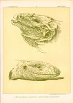 Paul Flanderky 1872-1937. - (DECORATIEVE PRENT,  LITHO - DECORATIVE PRINT, LITHOGRAPH -) # 97 lizards - Metapoceros Cornutus + Tejusteyou Seetiere -- Naturstudien für Kunst u. Kunstgewerbe