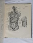 Raven, Chr. P - Anatomische atlas ten gebruike bij het onderwijs aan verplegenden en bij de opleiding voor eerste hulp bij ongelukken. Met 81 afbeeldingen naar tekeningen van Louise H. Blumenthal.