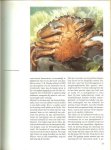 Burton, Robert Vertaling door Drs. J.B. Goosens  rijk geillustreerd een boek om in te grasduinen - Liefdeleven der dieren, Het hofmakerij en paring, inwendige bevruchting  en  over paringsgedrag,  baltsgedrag