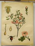 Von Engleder und Prof J. Eichler, gez. von C. Dietricj Botanical / wall chart / Schoolplaat / School Poster / School chart / Teaching chart, poster / schoolkaart - ( SCHOOLPLAAT ) Rosa ( rubiginosa) Rosa., Wilde roos