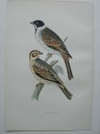 antique bird print. - Reed Bunting. Antique bird print. (Rietgors).