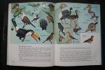 Fisher, James; Peterson, Roger Tory - algemene ornithologie: VOGELS  OVERAL  een inleiding tot de algemene ornithologie