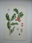 antique print (prent) - Kristtorn, ilex aquifolium l. (Holly, Hulst).