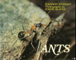 STODART, Eleanor - Ants