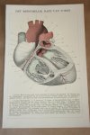  - Oude  kleurenchromo - Anatomie menselijk hart- circa 1905