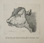 Pieter Roosing (1794-1839) after Anthony Jacobus Offermans (1796-1872) - [Original etching, ets] P. Roosing after A. J. Offermans. Head of a cow, published 1800-1850.