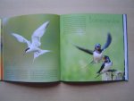 Daan Schoonhoven - Nederlands meest fotogenieke vogels