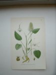 antique print (prent) - Rapunkel, phyteuma spicatum l.