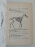 Horn, D. en Gast jz., S. de - Beginselen der dierkunde ten dienste van aanstaande onderwijzers, H.B.S. met 3 j.c. en de onderste klassen van H.B.S. 5 j.c. en gymnasia. Met 196 figuren en eene gekleurde plaat