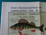 Prof. Dr. Rascke - Prof. Dr. Rasckes Tafel einheimischer Süsswasserfische. [Graser's Nuturwissenschaftliche und Landwirtschaftliche Tafeln. No. 5.]
