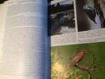 Kirwan, Boyla, Castell, Demirci eva - The Birds of Turkey
