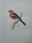 antique bird print. - Chaffinch. Antique bird print. (Vink).