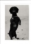Sackville-West, Victoria (text) & Goebr, Laelia (photographs) - Faces, Profiles of Dogs