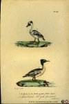 BUFFON et DAUBENTON - Duikeend / Kleine gekuifde duikeend (nonnetje). Uit: Oeuvres complètes de Buffon suivies de ses continuateurs Daubenton, Lacépéde, Cuvier, Duméril, Poiret, lesson et Geoffroy-St-Hillaire