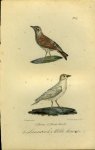 BUFFON et DAUBENTON - Leeuwerik / Witte leeuwerik. Uit: Oeuvres complètes de Buffon suivies de ses continuateurs Daubenton, Lacépéde, Cuvier, Duméril, Poiret, lesson et Geoffroy-St-Hillaire