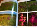 Kreutz, CAJ & H Dekker - De orchideeën van Nederland - ecologie, verspreiding, bedreiging, beheer Kreutz, CAJ & H Dekker - De orchideeën van Nederland - ecologie, verspreiding, bedreiging, beheer
