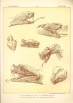 Paul Flanderky 1872-1937. - (DECORATIEVE PRENT,  LITHO - DECORATIVE PRINT, LITHOGRAPH -) # 89- Snakes: Bitis Canceolatus - Lachesis Mutus - Bitis Gabonica - Bitis Nasicornis  ----  Seetiere -- Naturstudien für Kunst u. Kunstgewerbe