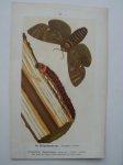 antique print (prent) - De zwartgesprenkelde vlinder, Amphidasis betularia. De wilgenhoutrups, Trypanus cossus.