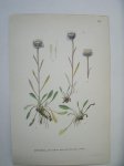 antique print (prent) - Vitbinka, erigeron eriocephalus j. vahl.