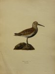 Wright, M. W. und F. von - Tringa Alpina Originele litho uit Svenska fåglar