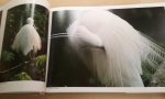 Itoh, Shingi - The White Egret