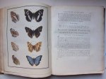 Engramelle, M.D.J.. - Papillons d'Europe, peints d'après nature par M. Ernst.