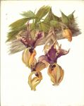 Oplt. J en  Jirina  Kaplicka - Orchideen mit  56 Farbtafeln .. Das farbige buch de Orchideen