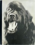 Bruce Weber - Gentle Giants