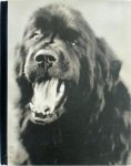 Bruce Weber 11801 - Gentle Giants