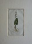 Zorn, J. - Osmunda Lunaria Tab. 65 Originele handgekleurde kopergravure