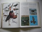 Boer, L.E.M.de, samenst. / vertaald uit het Italiaans - De geheimen van het dierenrijk - Vogels 1