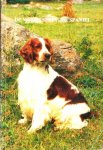  - WELSH SPRINGER SPANIEL - W.S.S.C. Nederland, 249 blz.