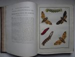 Engramelle, M.D.J.. - Papillons d'Europe, peints d'après nature par M. Ernst.