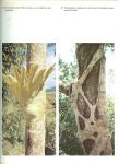 Kümmerly Walter ... De welzijnswerkingen van het bos door Ir.J.J.Westra - Bos & Bomen ... Boreale naaldbossen en tropische wouden, Sparrenbos met dwergberken Alaska. Troika,driespanslede in het Siberische oerwoud. Lianen in het Zuidamerikaanse regenwoud en Epifyten in het braziliaanse oerwoud