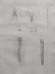 Treviranus, Gottfried Reinhold und Treviranus, Ludolf Christian. - Vermischte Schriften anatomischen und physiologischen Inhalts. Fortsetzung der abhandlungen über den innen bau der ungeflugelte insekten