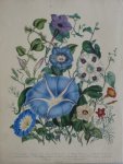 Loudon, Jane Webb - The Ladies' Flower Garden Originele litho Pl 26