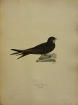 Wright, M. W. und F. von - Cypselus Apus Lin. Originele litho uit Svenska fåglar