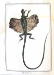 François Marie Daudin - Histoire naturelle, génerale et particulière des reptiles