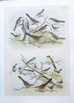 antique print (prent). - Vogels. Birds.