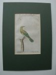 antique bird print. - Der Louisianische Cassike.