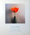Willem Lemmers - Tulipa