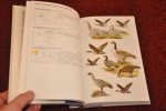 Madge, Steve / Burn, Hilary - Wildfowl. An identification guide to the ducks, geese and swans of the World