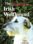 McBryde , Mary . [ isbn 9781860540936 ] 0523 - Magnificent Irish Wolfhound . ( Ghe biggest of all dog breeds, has an ancient history, dating back some 3,000 years. These giant-sized hounds were used for hunting wolf, deer and wild boar, and they were even used in battle to pull men off -