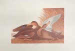 AUDUBON, JOHN JAMES. - DUSKY DUCK.  Plate CCCII. From Audubon's THE BIRDS OF AMERICA. [PROOF PRINT}