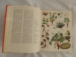 Barbara Everard - Brian D Morley; B. Everard - WILD FLOWERS of the World